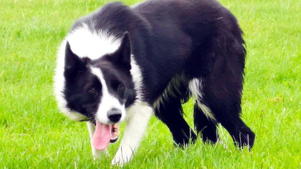 Sheepdog sold at Skipton