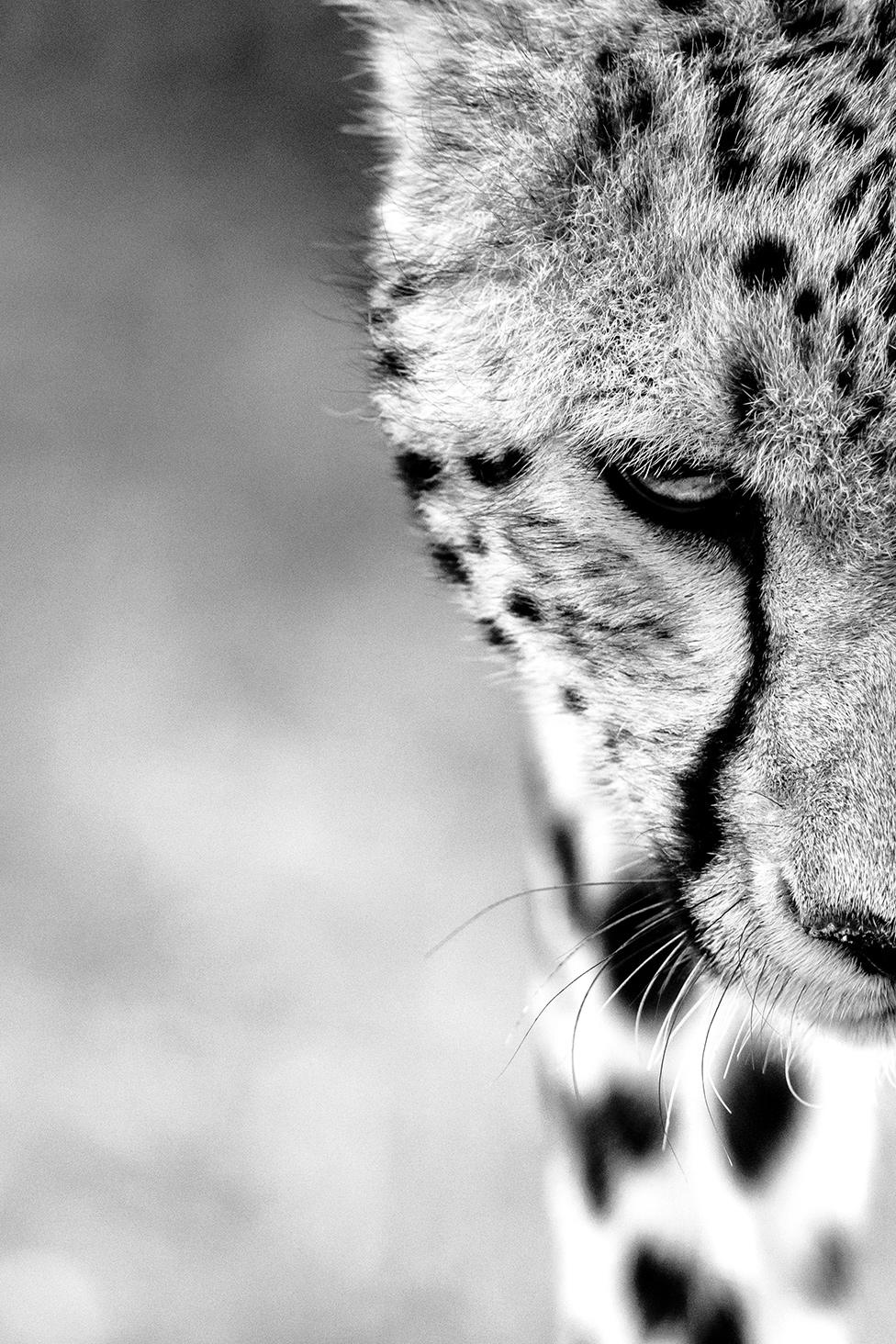 A close up of a cheetah's head