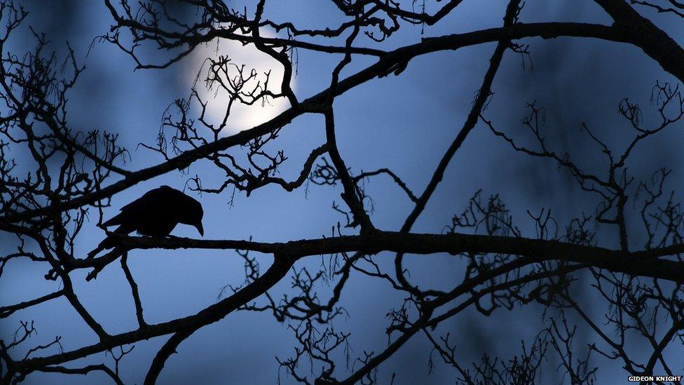 The moon and the crow