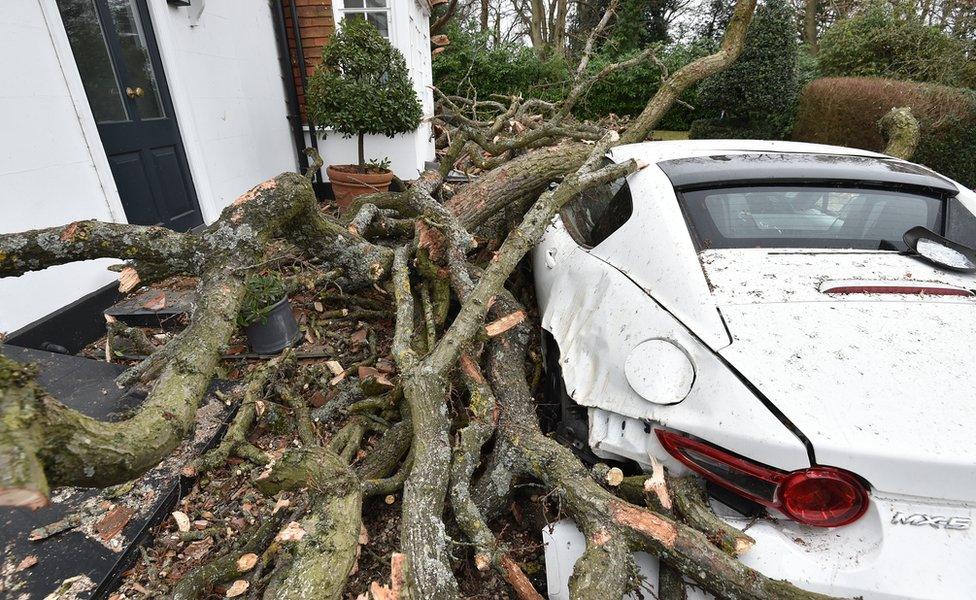 A car damaged by the tree