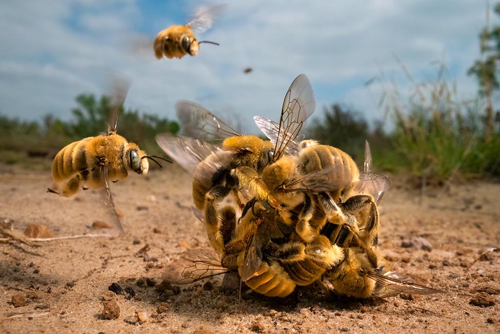 Cactus bees