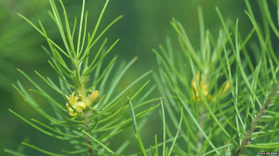 Australian flowering shrub Persoonia pauciflora