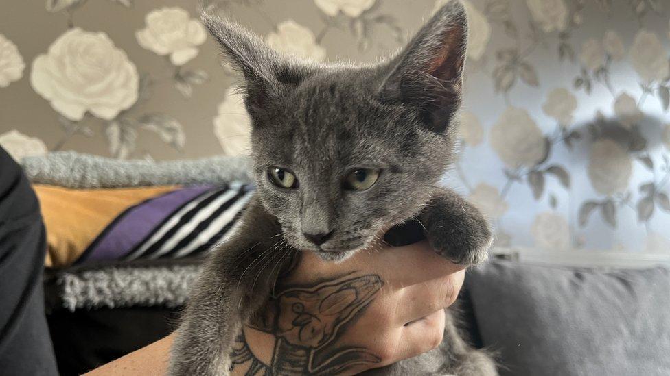 hands cradling tiny grey kitten