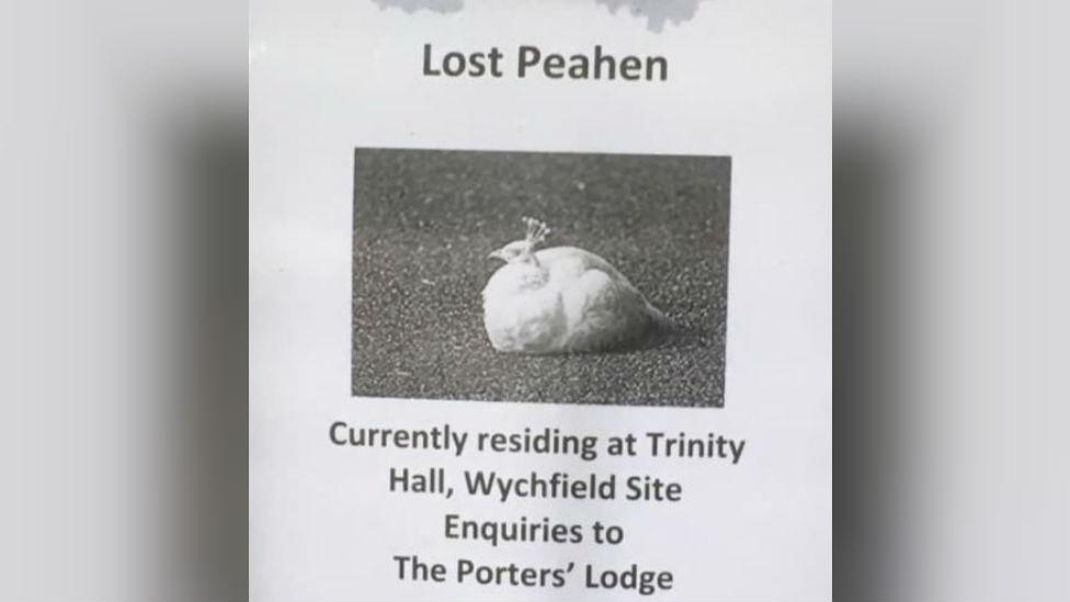 Lost peahen poster