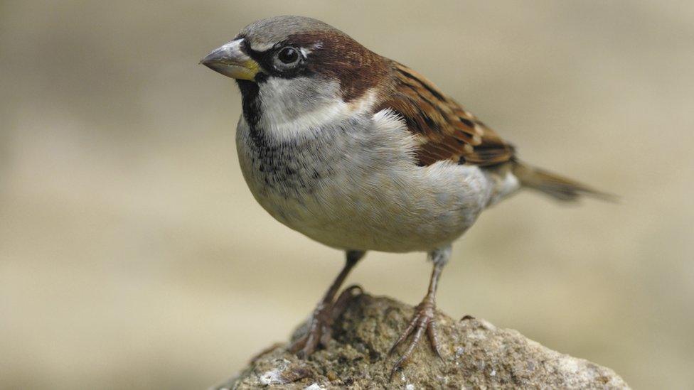 House sparrow