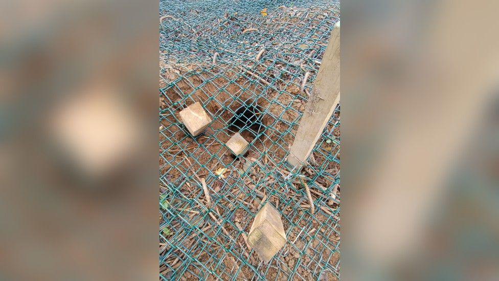 Close up of a hole in the soil, covered with metal mesh with wooden stakes through it