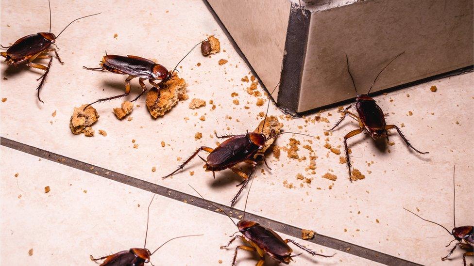 Cockroaches in the house