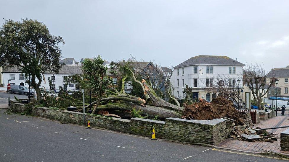 A fallen tree in Bude, Cornwall, as Storm Eunice hits the UK on 18 February 2022