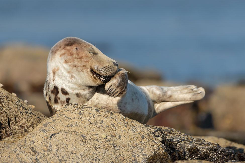 A grey seal looking as though it is laughing