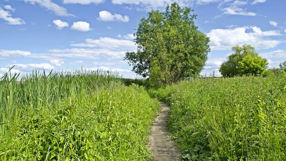 A rural scene