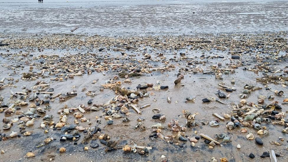 Sea life washed up on beach