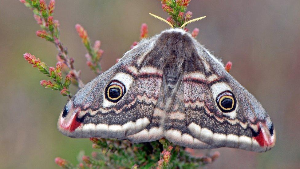 Emperor moth on a flower