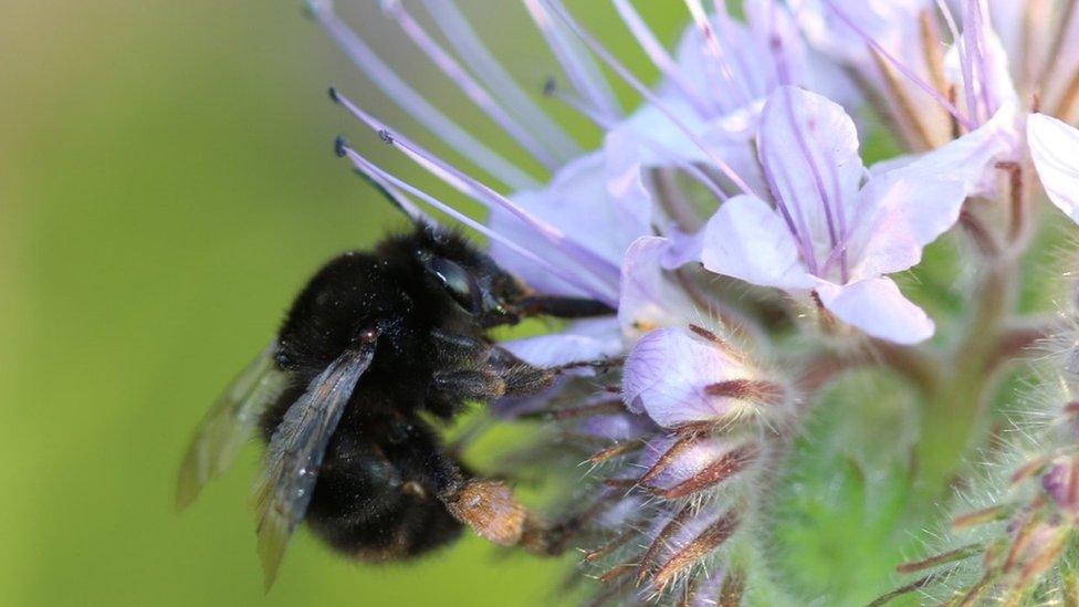 Bumblebee on phacelia