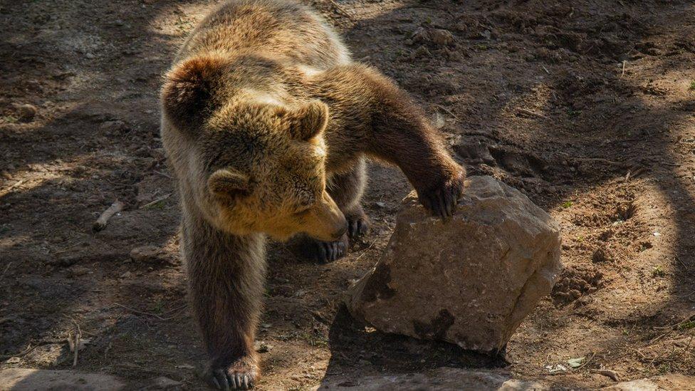 Orphaned bear