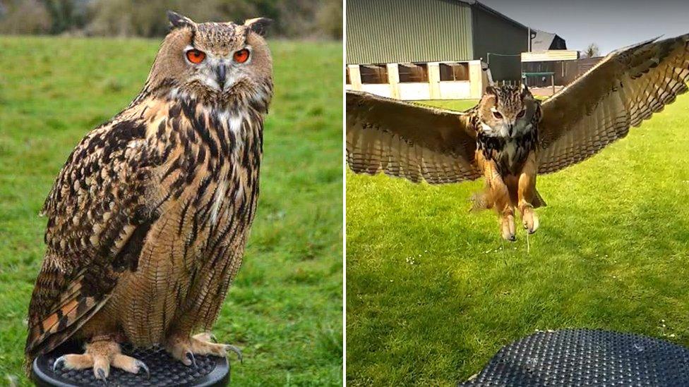 European Eagle Owl Bella