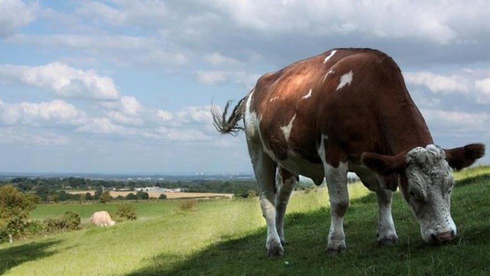 A cow grazing