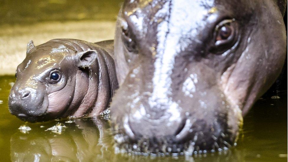 Baby hippo and mother at Bristol Zoo