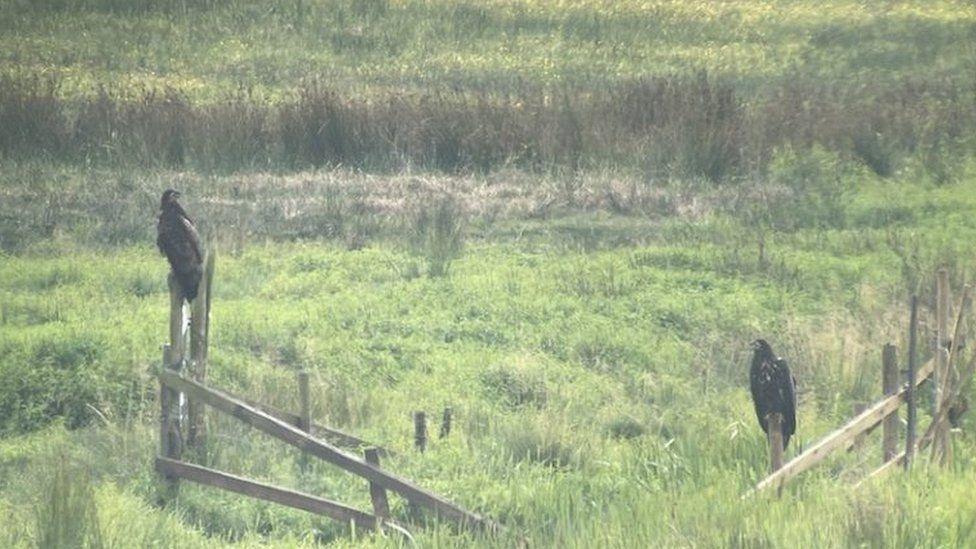 Grassy field with wonky wooden fence - two eagles perched on fence posts