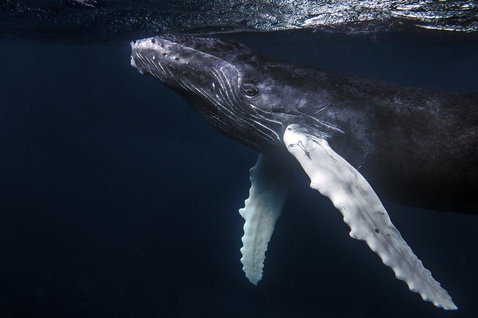 A humpback whale