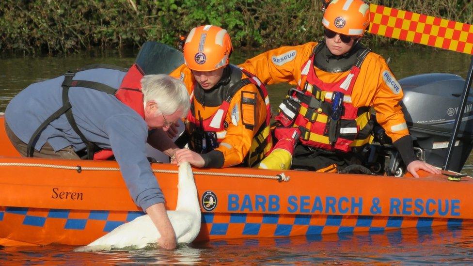 Swan being rescued