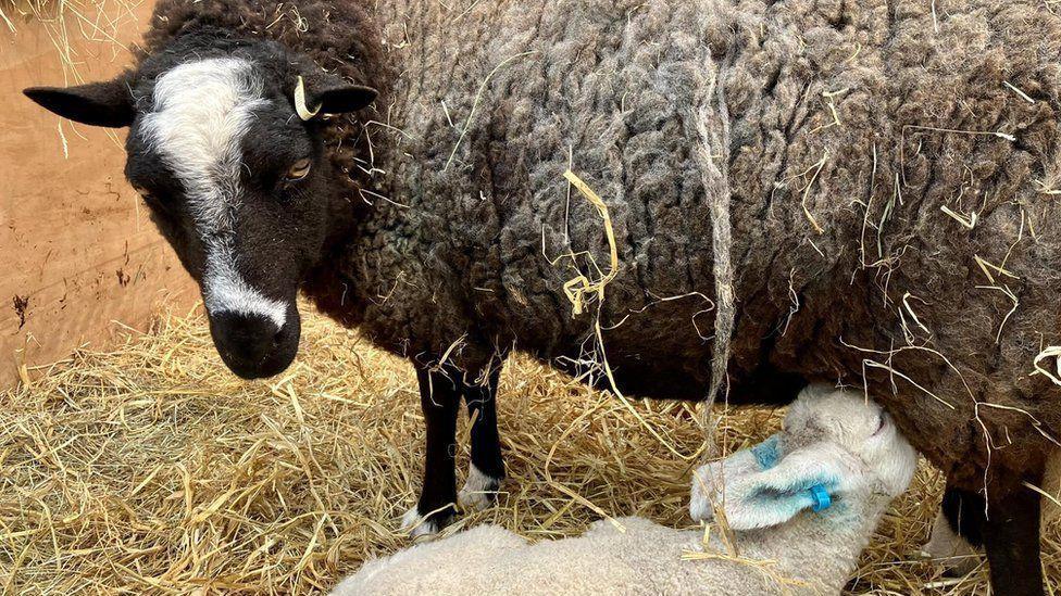 Asheep and lamb at Baylham House Farm