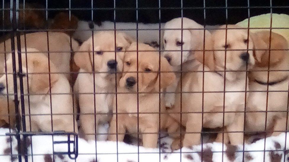 A litter of puppies