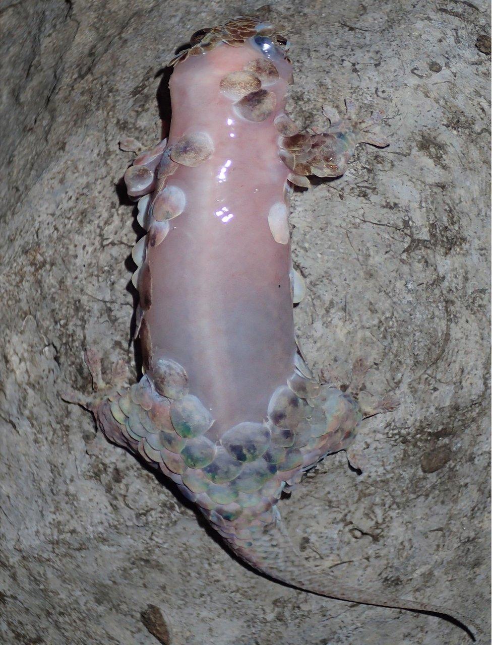 Denuded gecko