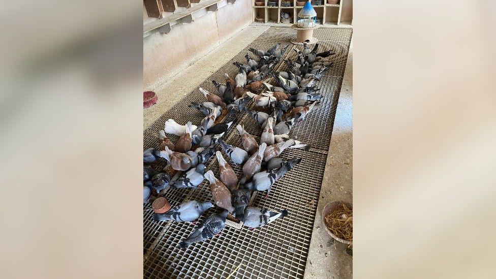 Four rows of about 50 grey, brown and white pigeons feeding in a shed.
