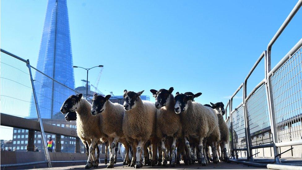 Sheep herded across London Bridge