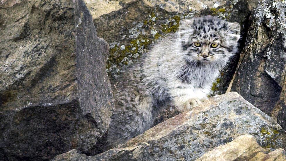 Pallas's cat kitten