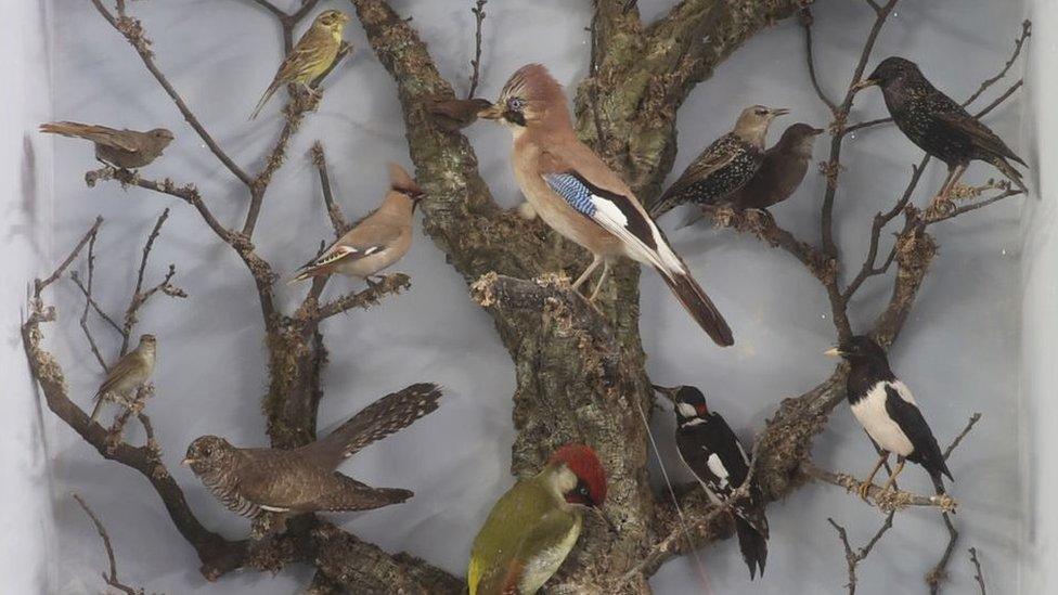 A case of English birds by taxidermist Thomas Gunn