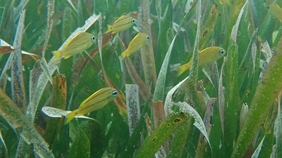 Seagrass meadow with fish