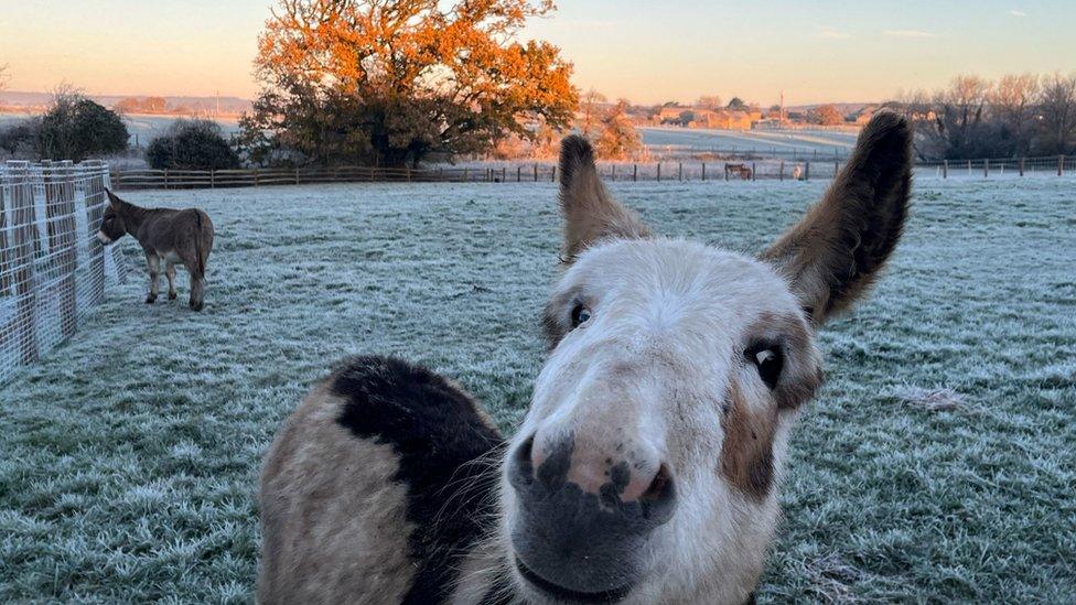 Frosty field