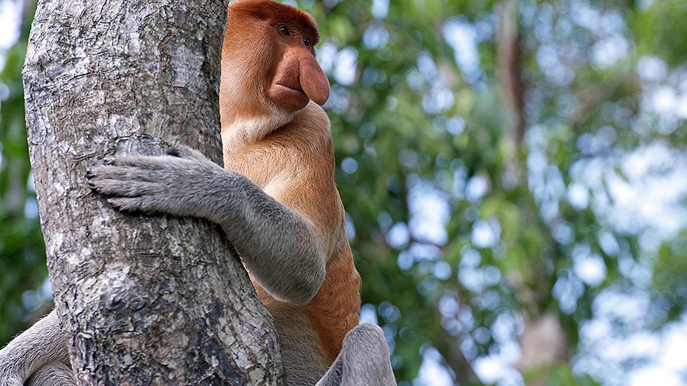 Proboscis monkey