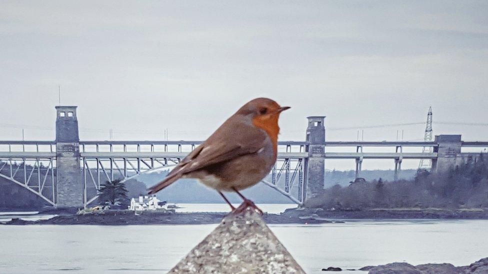 A robin perches on a wall overlooking the Menai Strait from Church Island.