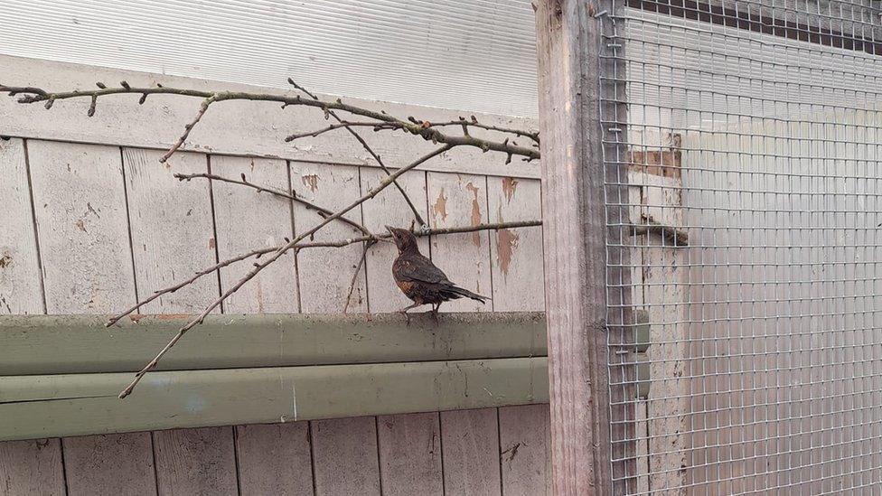 Bird at Little Souls Wildlife Rescue