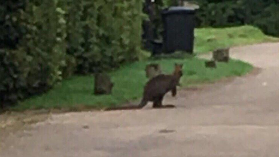 Wallaby