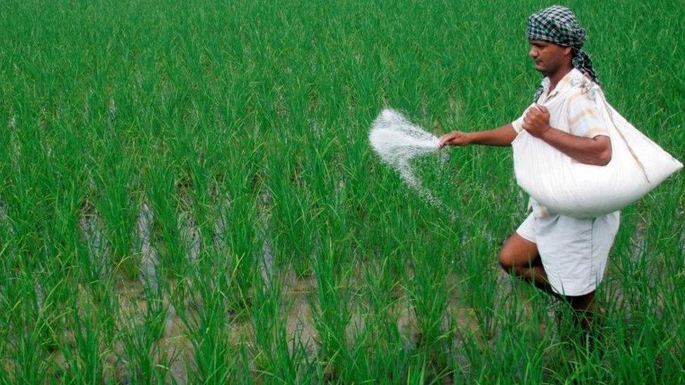 A farmer spreads fertilizers on his rice plants in Patra village in the northern Indian state of Punjab August 4, 2007