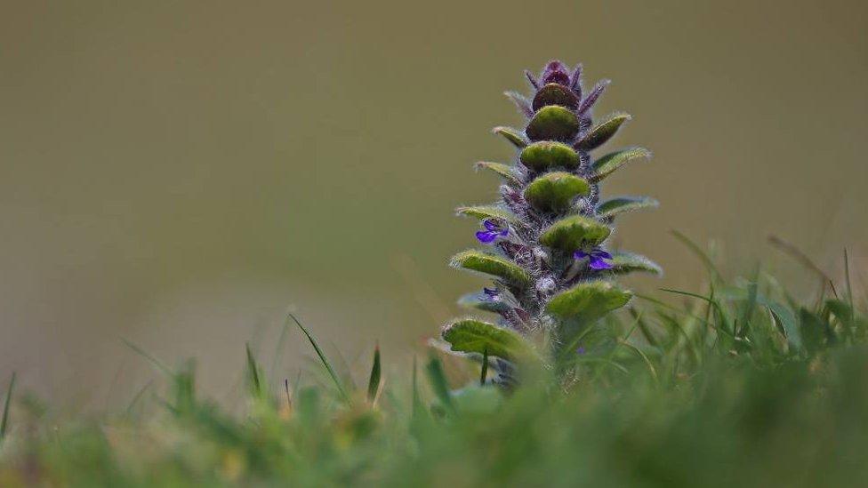 Pyramidal bugle