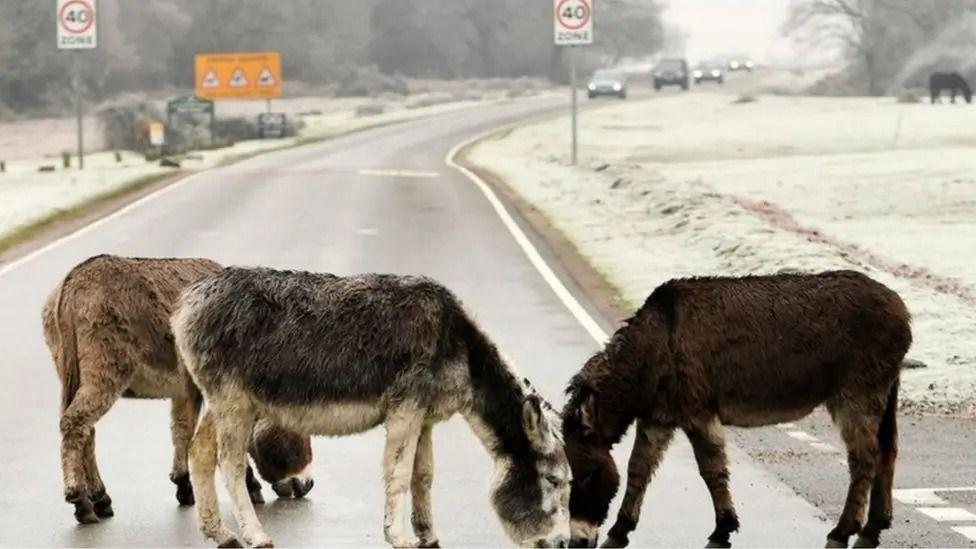 Three donkeys licking a road surface in the New Forest with cars coming towards them in the distance