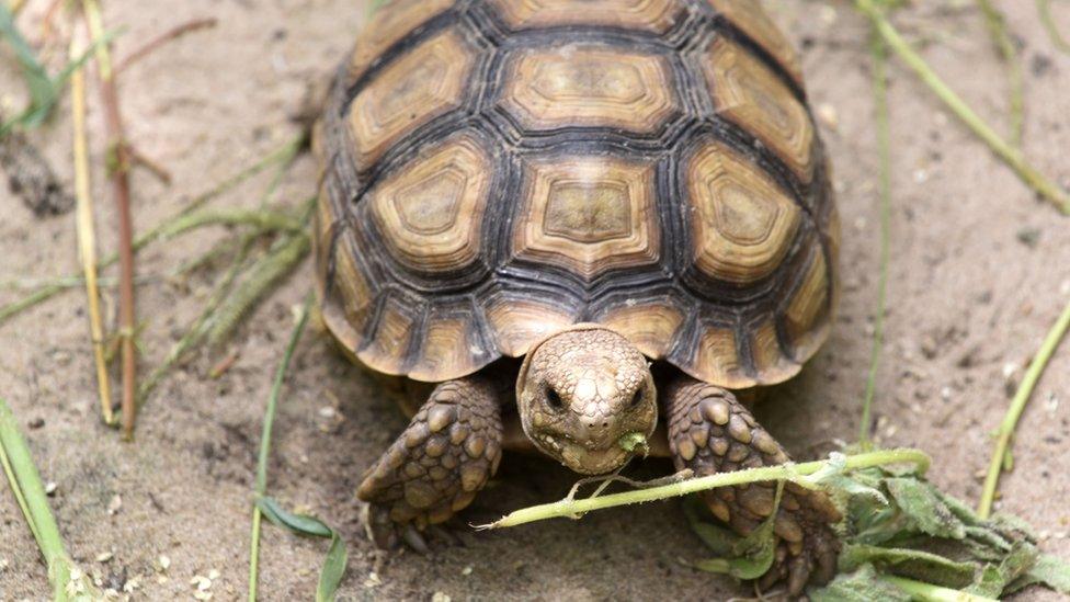 A baby tortoise rests in its enclosure at a conservation centre