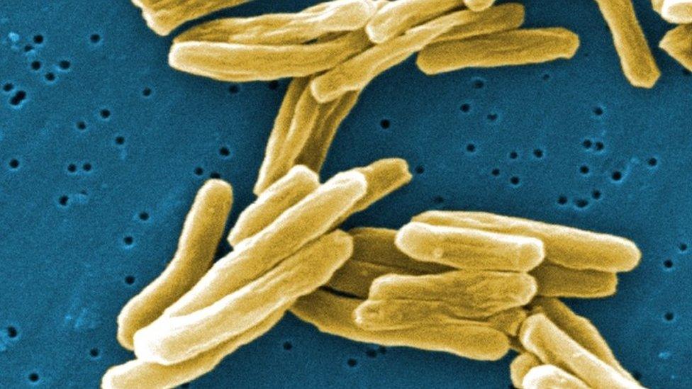 Tuberculosis bacteria