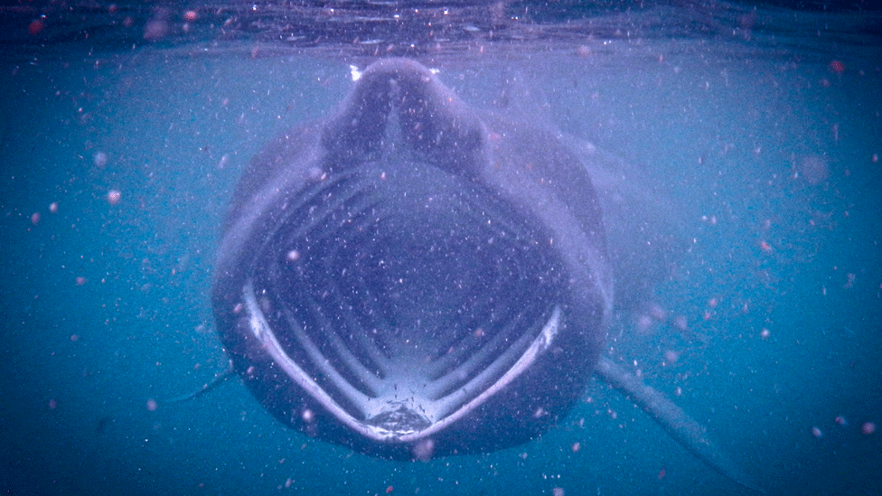 Basking shark