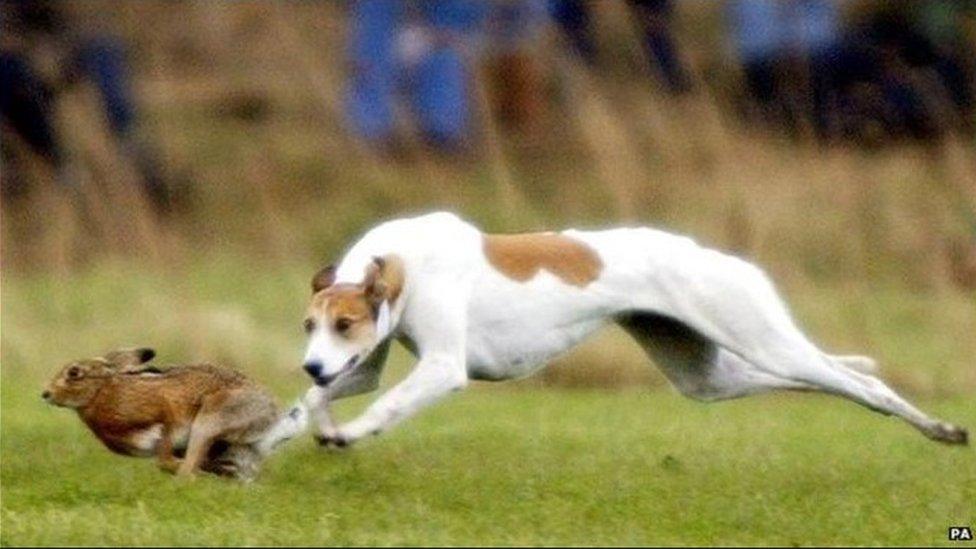 Hare coursing