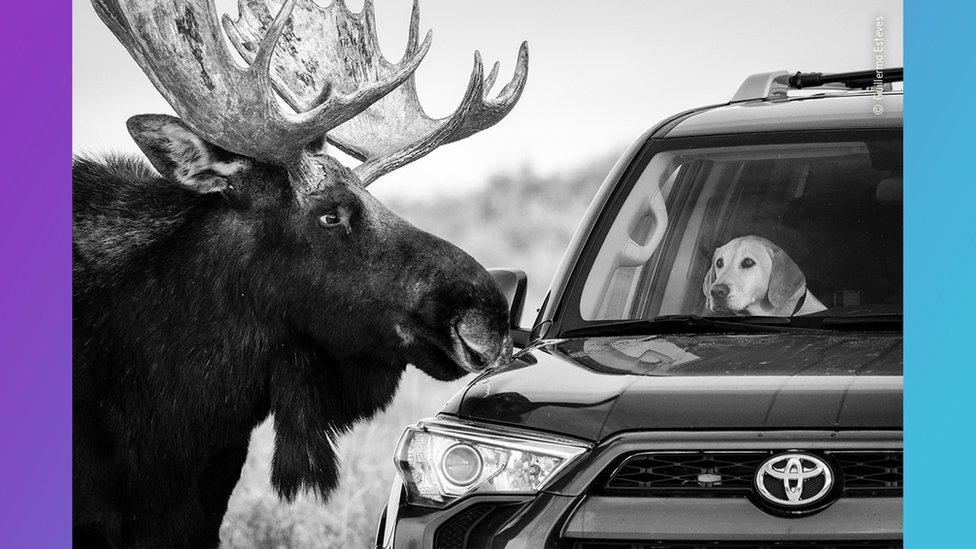 moose-taps-nose-on-car-with-dog-inside