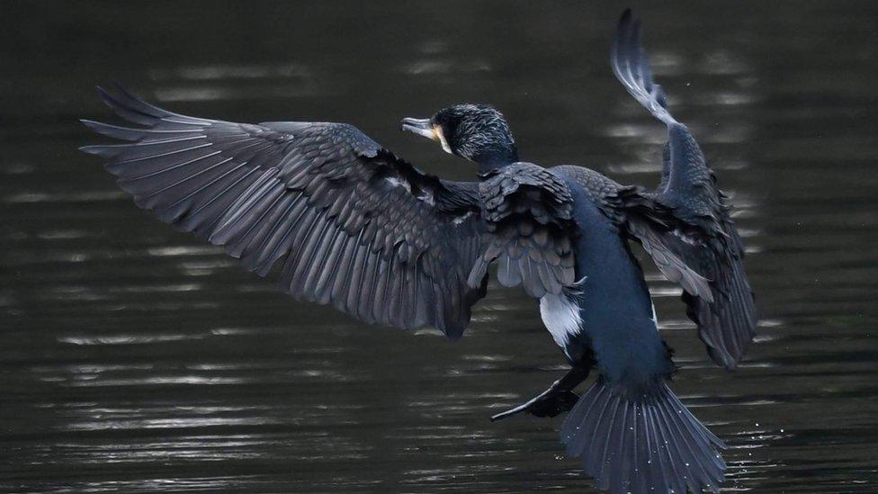 Cormorant