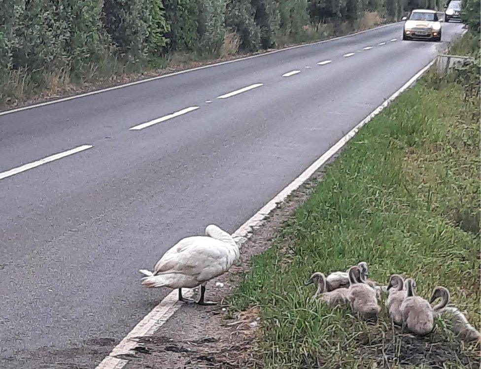 Swans and cygnets on the side of the road