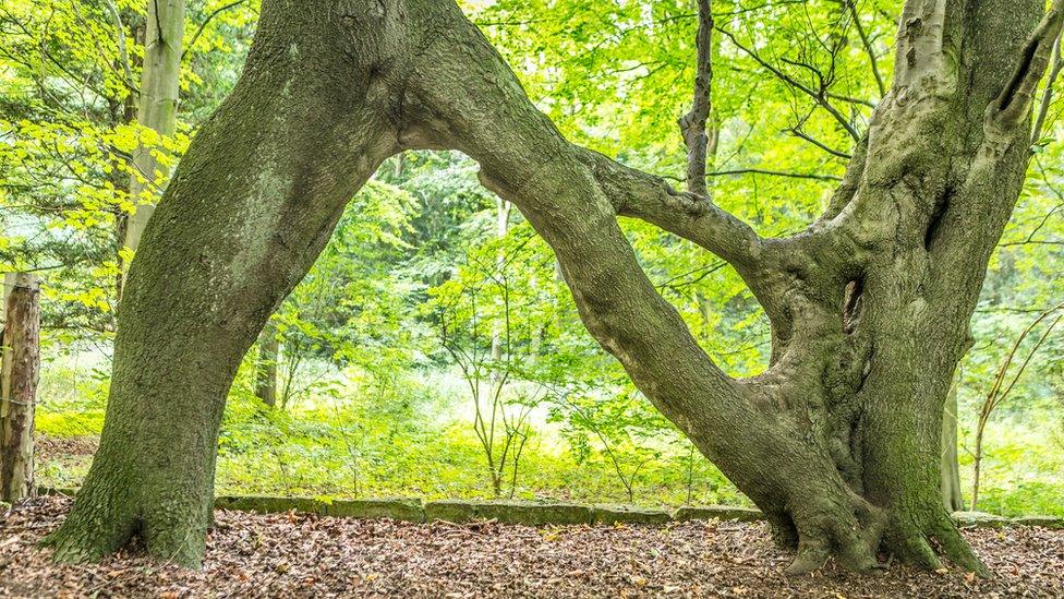 Nellie's Tree, Leeds