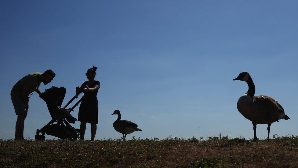 Canada geese at the Walthamstow Wetlands in east London