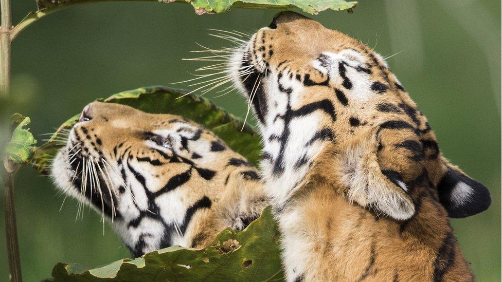 Two tigers sniffing leaves.